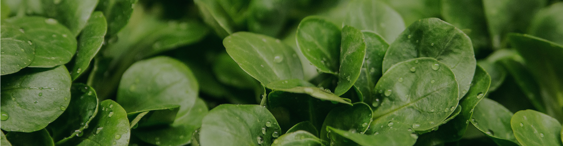 深圳市翠箓科技綠化工程有限公司