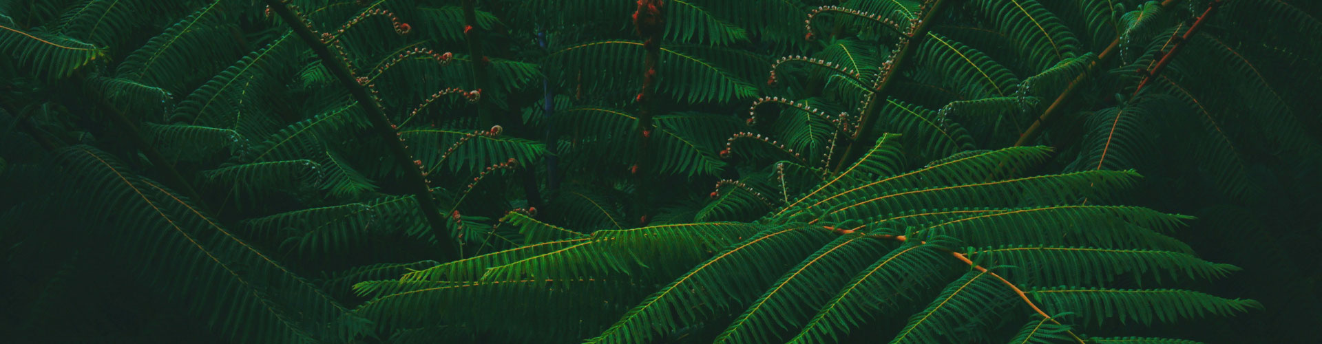 深圳市翠箓科技綠化工程有限公司